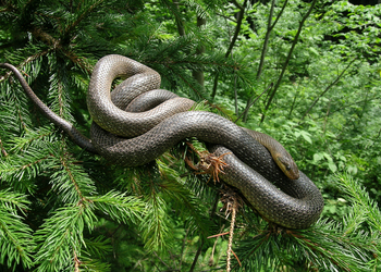 Äskulapnatter (Zamenis longissimus) - © Gernot Kunz